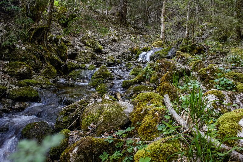 Datei:Wolfbauer wasserfallbach-402-2020-05-18.jpg