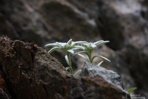 EdelweißIMG 6238.jpg