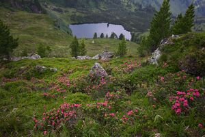 Finsterkarsee 1213 13-07-12.jpg