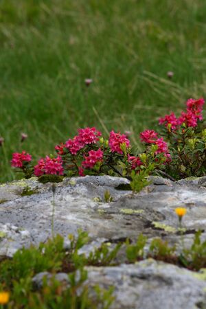 Im stegerkar 23911 2008-07-09.jpg