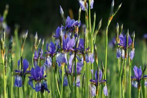 Feuchtwiesen trautenfels6082.jpg