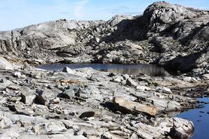 Goldlacken 0282 2013-10-08.jpg