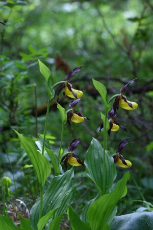 Frauenschuh 2016 2008-05-29.jpg