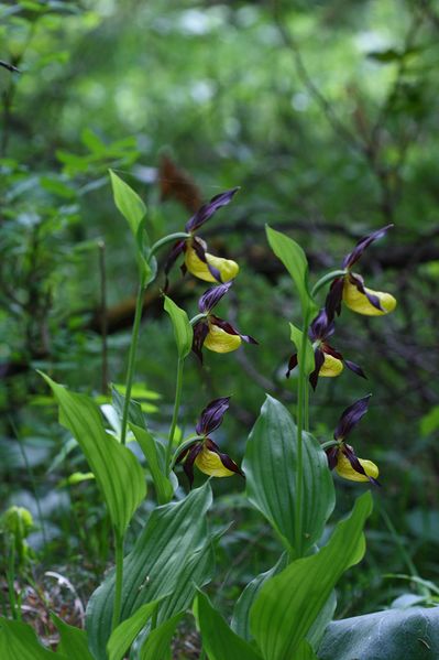 Datei:Frauenschuh 2016 2008-05-29.jpg