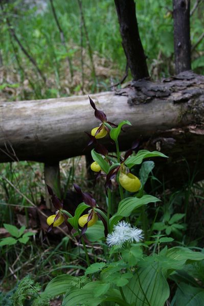 Datei:Frauenschuh 2314 2011-05-26.jpg
