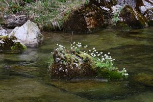 Salzabach 20894 2016-04-15.jpg