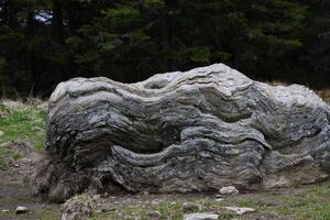 Strickerkar 55726 2014-05-02.jpg