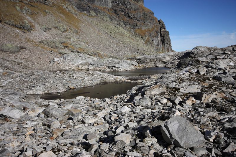 Datei:Goldlacken 0292 2013-10-08.jpg