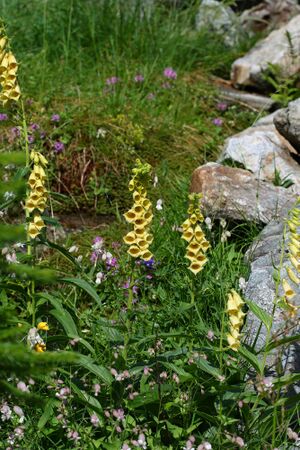 Im stegerkar 23846 2008-07-09.jpg