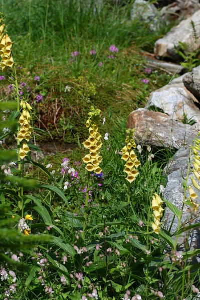 Datei:Im stegerkar 23846 2008-07-09.jpg