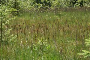 Langmoos steinitzenalm-0053-2024-07-11.jpg