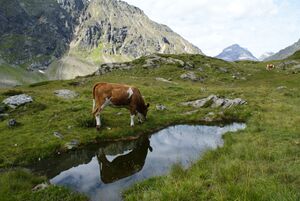 Oberer lanschitzsee 98065 2011-08-12.jpg