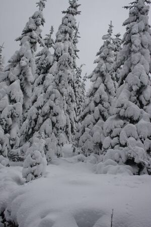 Winterwanderweg 2013-01-08 4258.jpg