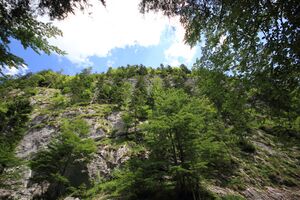 Bachwand zimitzbach 77704 2018-06-04.jpg