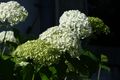 Entente florale haus i E 66495 2014-07-06.jpg