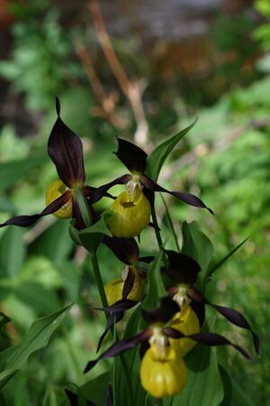 Frauenschuh 2065 2008-05-29.jpg