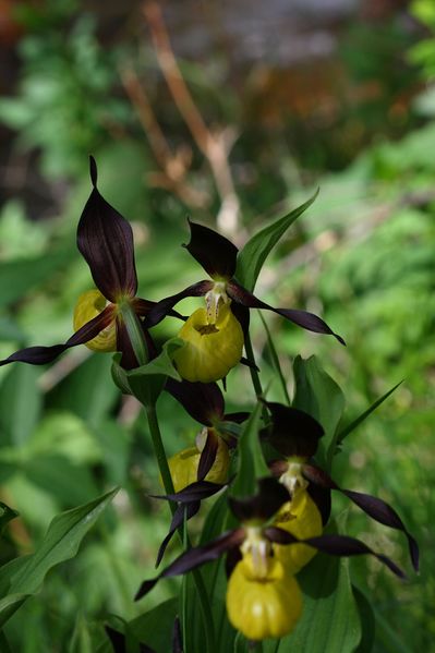Datei:Frauenschuh 2065 2008-05-29.jpg