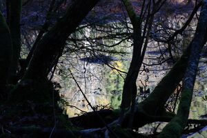 Toplitzsee 78151 2014-11-03.jpg