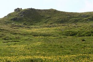 Trollblume blaufeldscharte 58084 2013-07-10.jpg