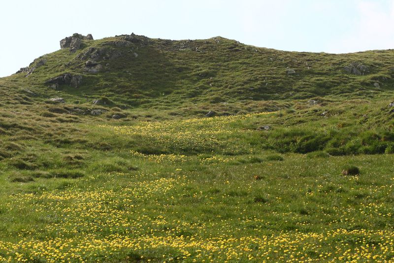 Datei:Trollblume blaufeldscharte 58084 2013-07-10.jpg