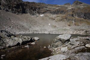 Goldlacken 0346 2013-10-08.jpg