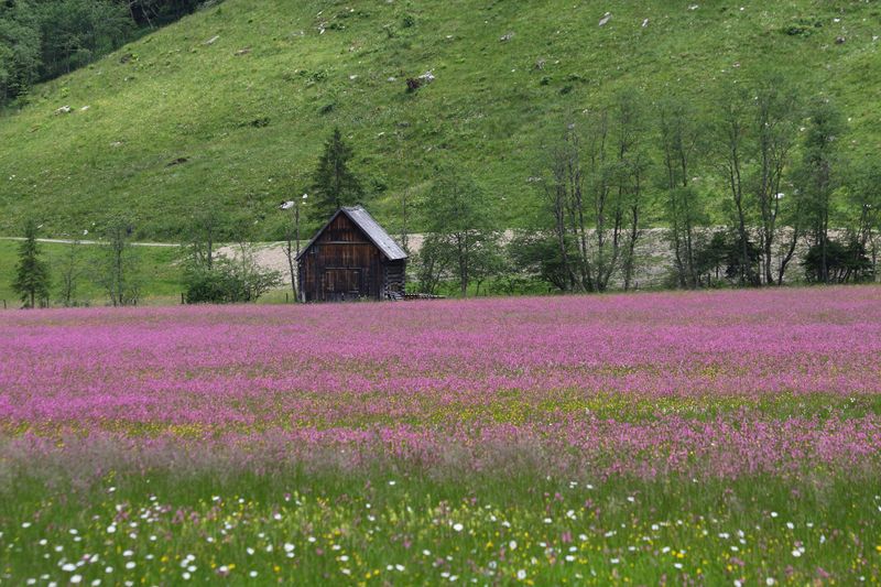 Datei:Preuneggtal-blumen 11661 2013-06-30.jpg