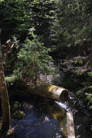 Strummern mühlreith 47206 2017-05-17.jpg