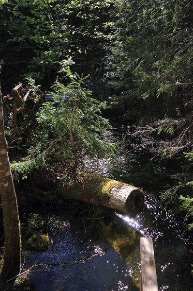 Datei:Strummern mühlreith 47206 2017-05-17.jpg