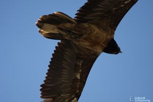 Bartgeier3551.jpg