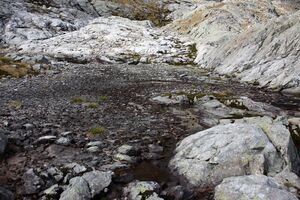 Goldlacken 0461 2013-10-08.jpg