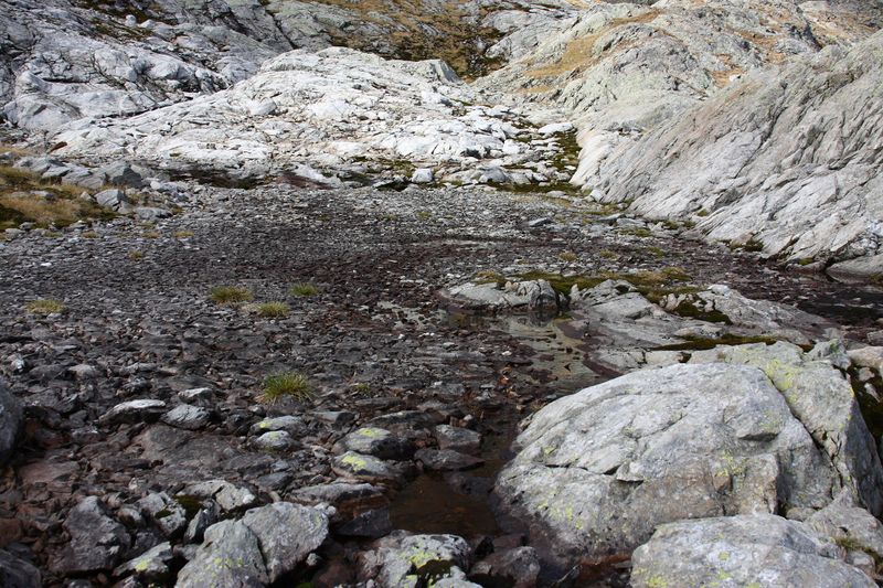 Datei:Goldlacken 0461 2013-10-08.jpg