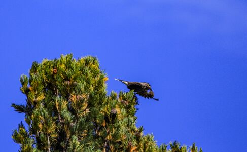 Tannenhäher -stoder 09049 2019-09-10.jpg