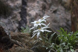 EdelweißIMG 6239.jpg