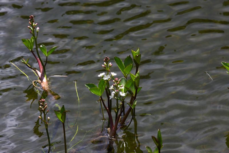 Datei:Fieberklee-schobersee 93210 2015-06-26.jpg