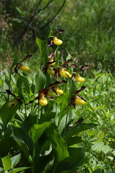 Datei:Frauenschuh 2231 2011-05-26.jpg