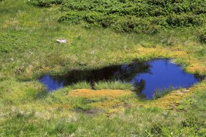 Gumpenkar 53178 2017-07-05.jpg