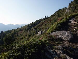 Guschen 2434 2002-06-26.jpg