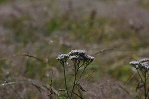 Striegler kleinsölk 54050 2017-07-21.jpg