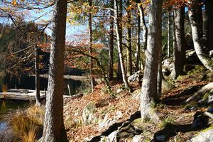 Toplitzsee 77735 2014-11-03.jpg