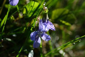 Untertal 22342 2008-05-08.jpg