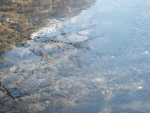 Untertalbach 7127 2005-02-23.jpg