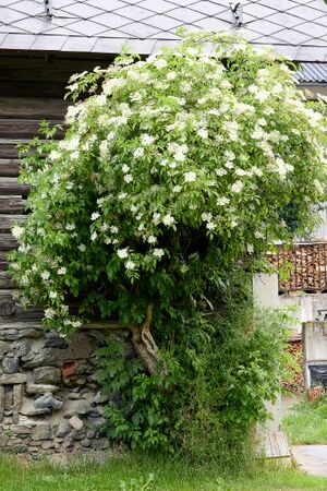 Vlg huber zu trojach-1002-2023-06-16.jpg