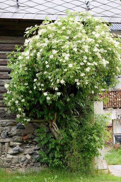 Datei:Vlg huber zu trojach-1002-2023-06-16.jpg