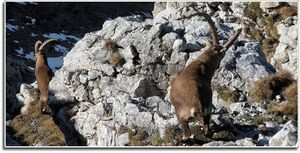 Gößeck steinbock011.JPG