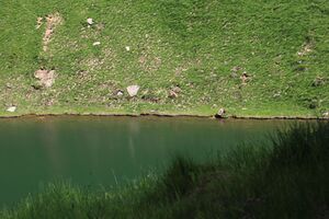 Gr reitersee sommereck 77899 2018-06-11.jpg