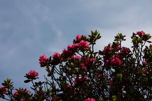 Herzmaierkar 32491 2011-07-06.jpg