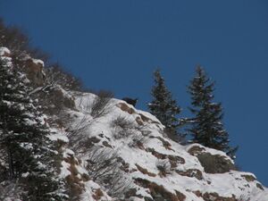 Im stegerkar 47938 2007-01-26.jpg