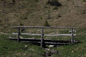 Sattental 45854 2017-05-19.jpg