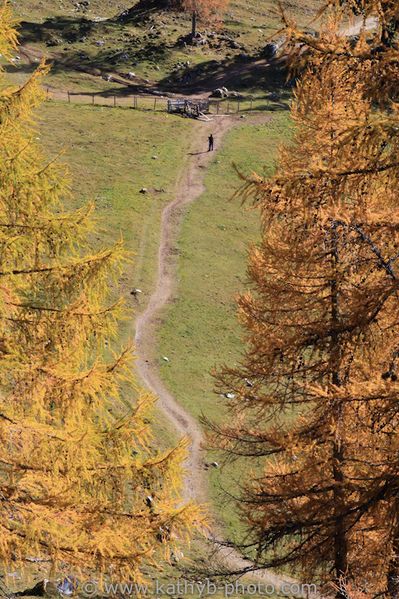 Datei:Spaziergang Lärchenwald.jpg