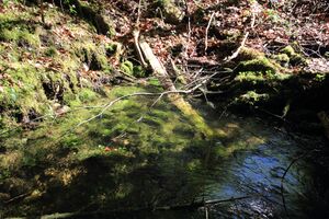 Strummern mühlreith 47217 2017-05-17.jpg